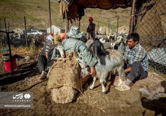 عشایر دشت لار | تصویر 24